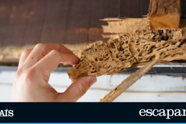 Goodbye to woodworm and termites: the gel that protects wood and fights pests