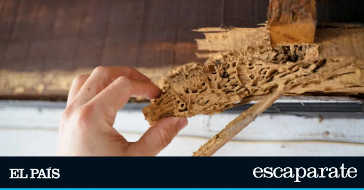 Goodbye to woodworm and termites: the gel that protects wood and fights pests