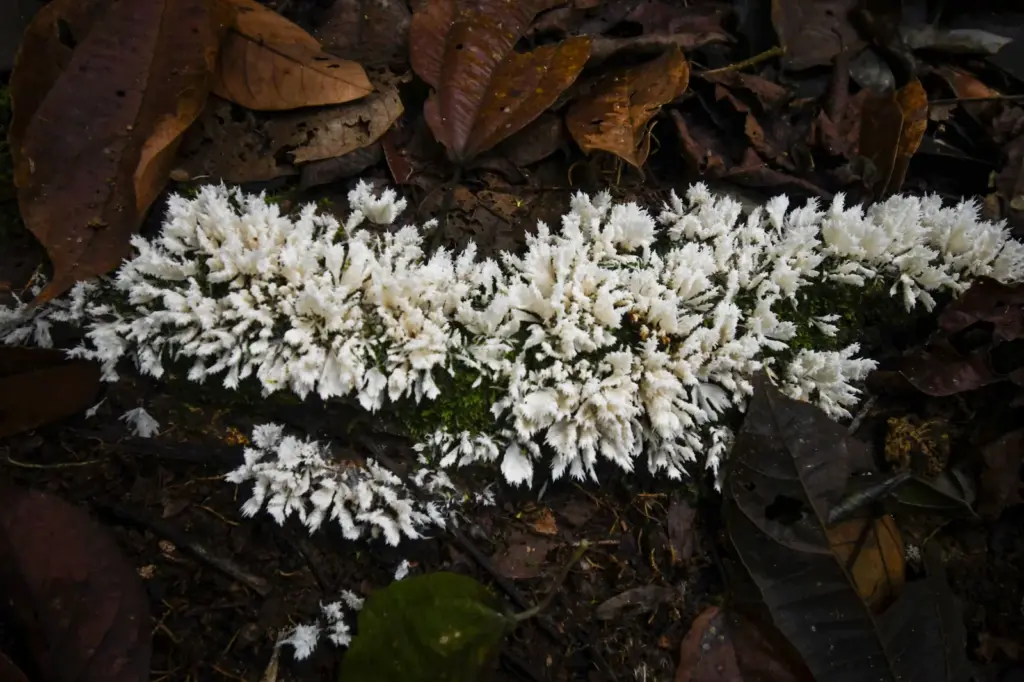 Sarayaku protects the underground life of the Ecuadorian jungle with its traditional agricultural system