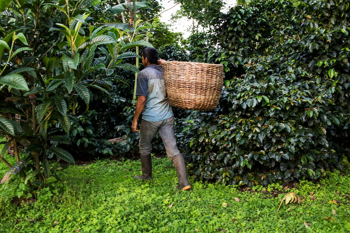 The Government of De la Espriella begins to dismantle a protection for one million hectares of agricultural land