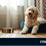 The 10 dog products that succeed on Amazon: bestsellers recommended by owners