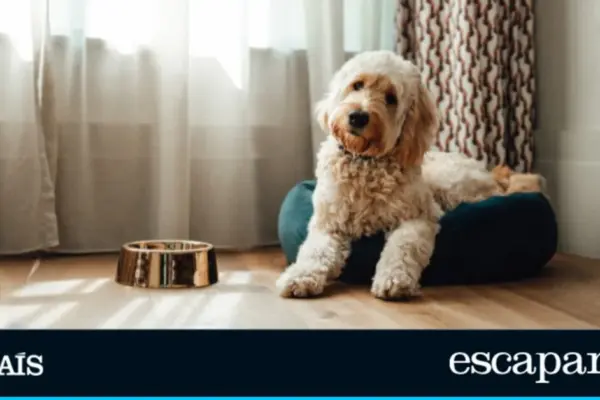 The 10 dog products that succeed on Amazon: bestsellers recommended by owners