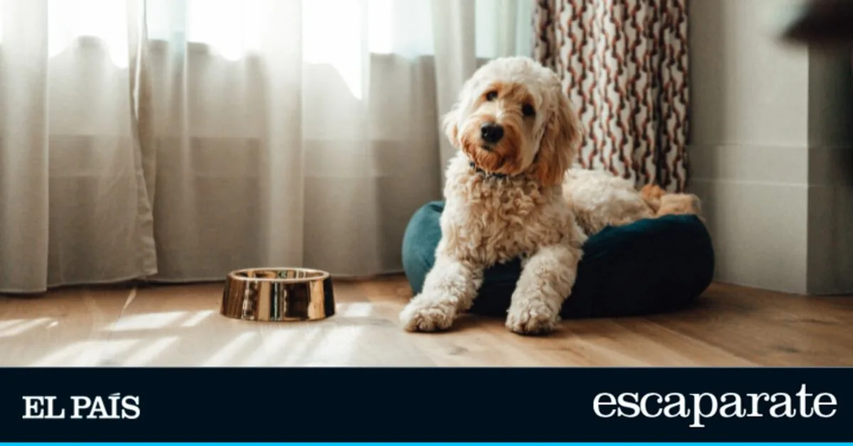 The 10 dog products that succeed on Amazon: bestsellers recommended by owners