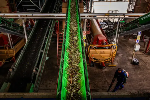 The challenge for olive mills: either they concentrate the supply or they are doomed to close