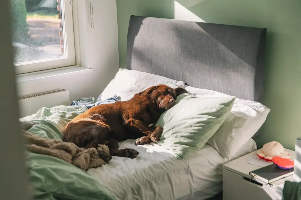 Benefits and risks of sleeping with your pet: from the feeling of security to the loss of sleep quality