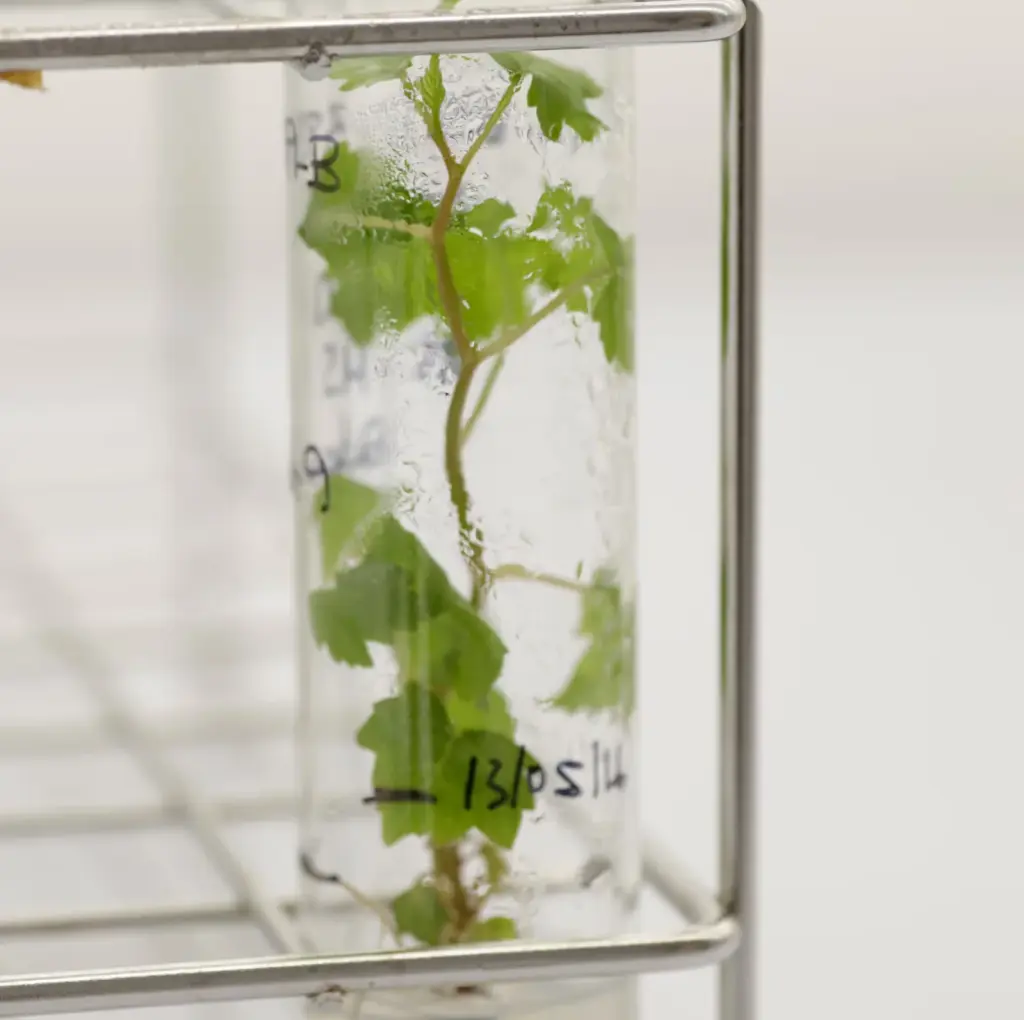 This is how Murcia became a world power in grape patents: "Only California surpasses us"