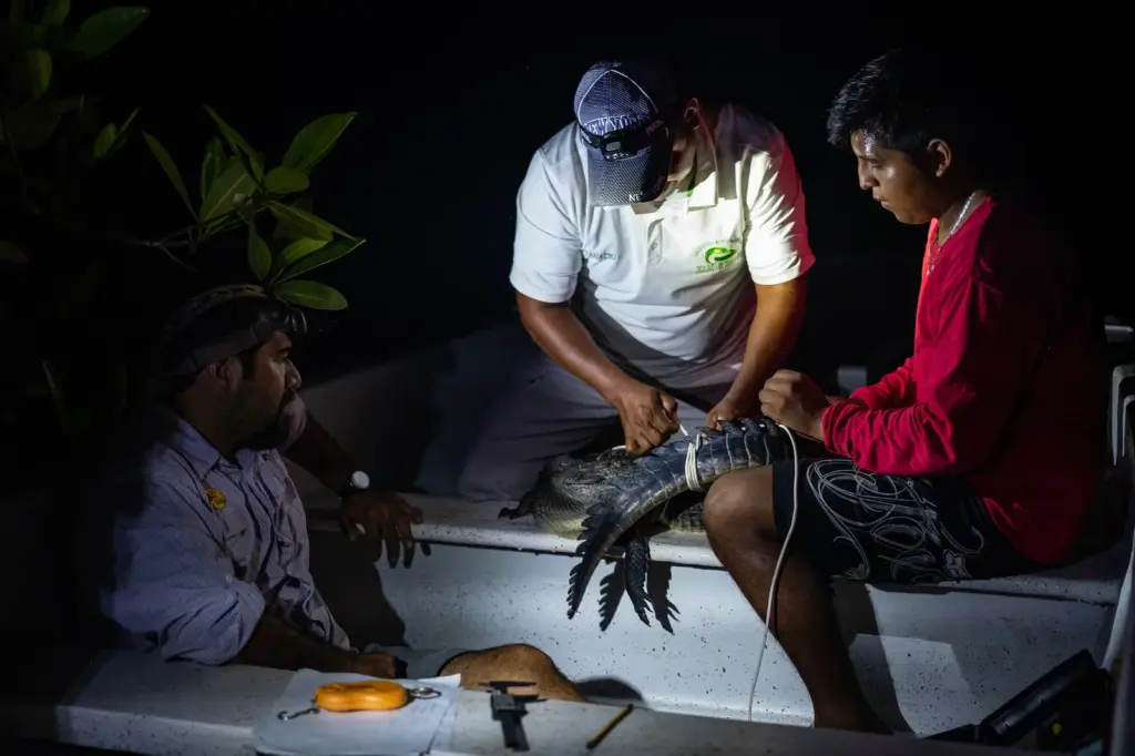 La Ventanilla, the Oaxacan paradise of the American crocodile