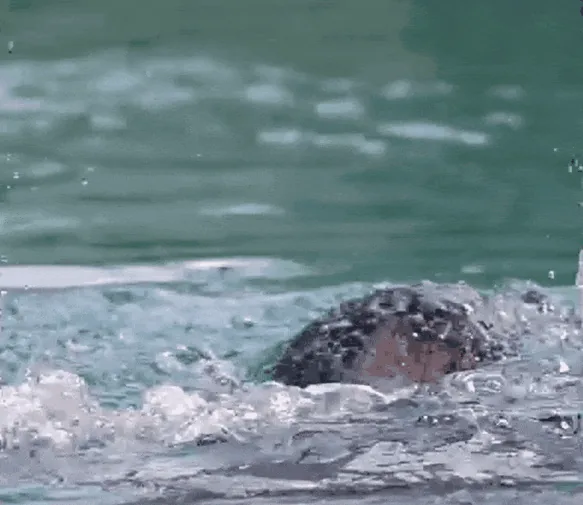 The summer with the most drownings on record: how to recognize someone in danger?
